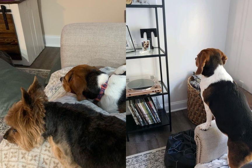 Lola godzinami wpatruje się w zdjęcie Lacy
