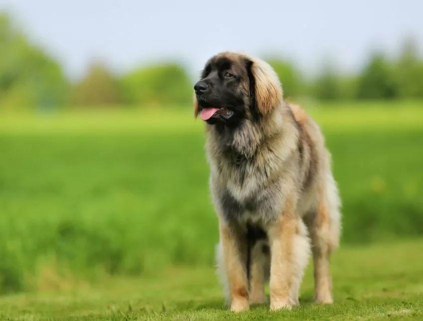 Leonberger.jpg