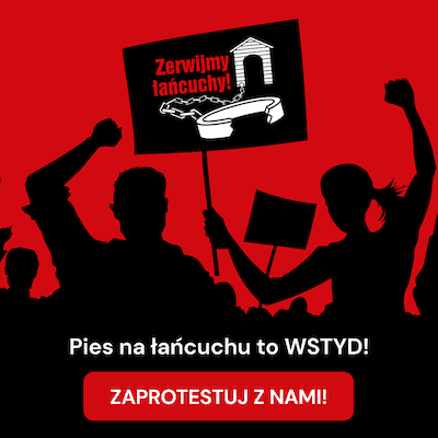 Pies na łańcuchu to WSTYD