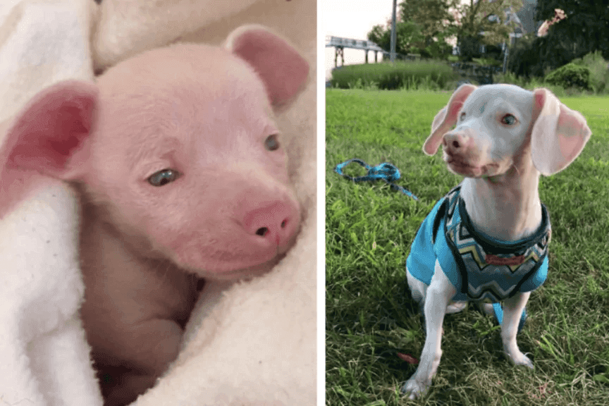 piglet