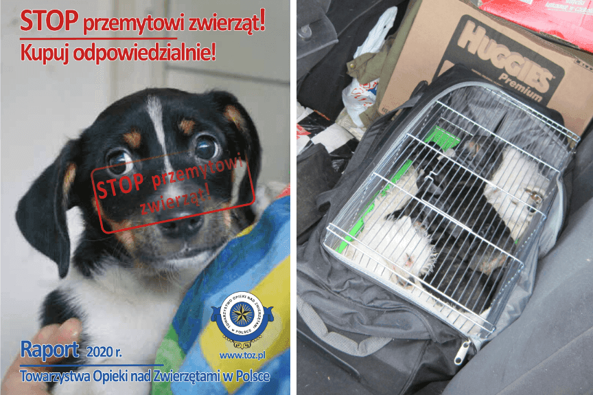 stop przemytowi zwierząt