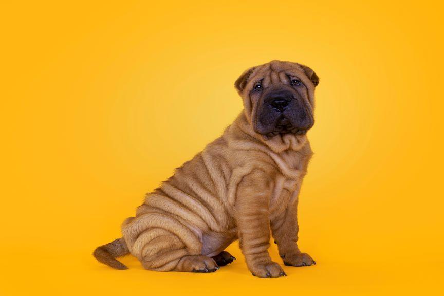 Shar pei