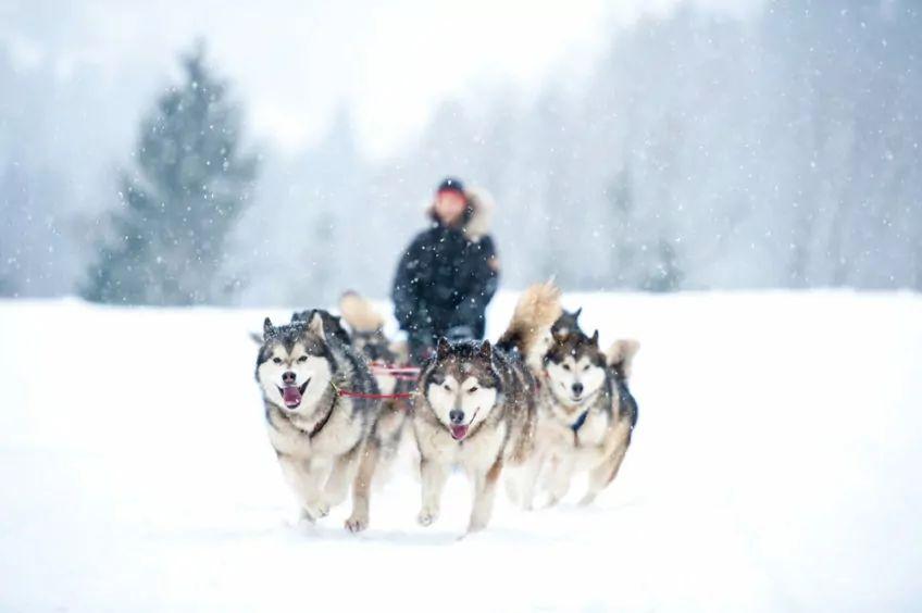 psy zaprzęgowe, husky