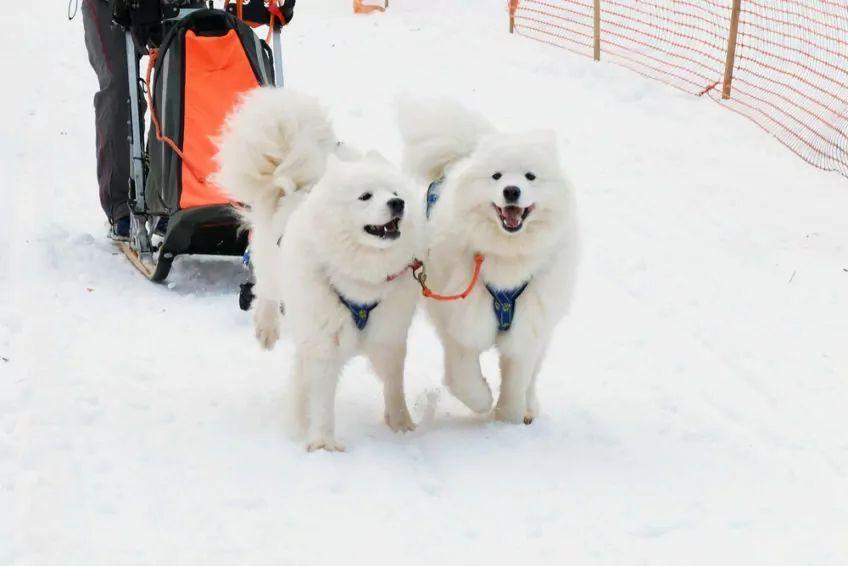 Samojed w psich zaprzęgach