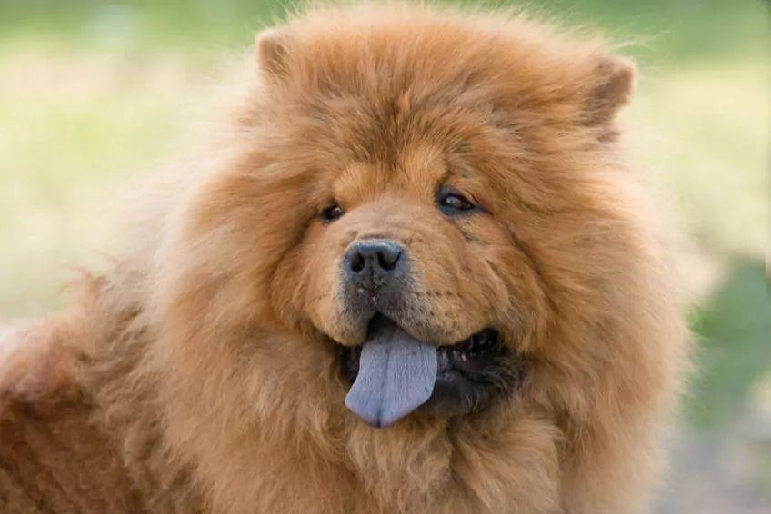 Chow chow z fioletowym językiem