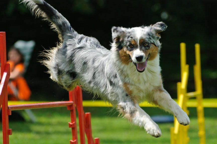 jumping, pies na torze agility