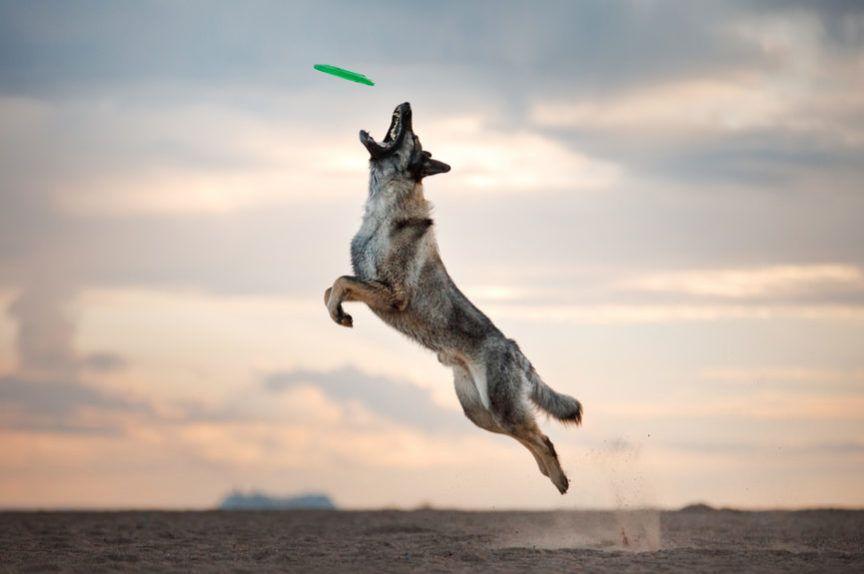 Frisbee Jawz