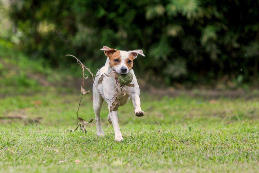 Parson russell terrier z piłką