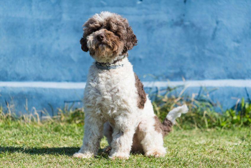 Lagotto romagnolo na trawie
