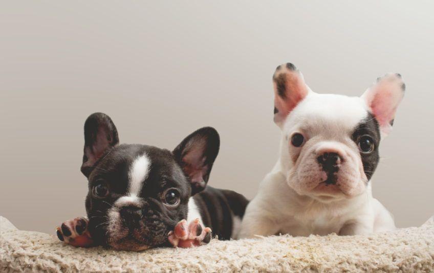 Dwa szczeniaki rasy buldog na szarym tle