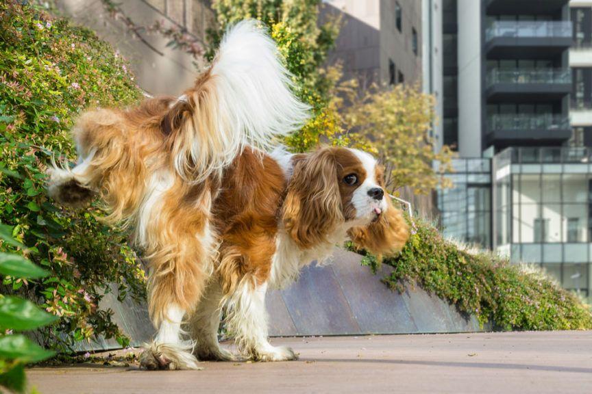 dróg moczowych, cavalier king charles spaniel sika na dworze