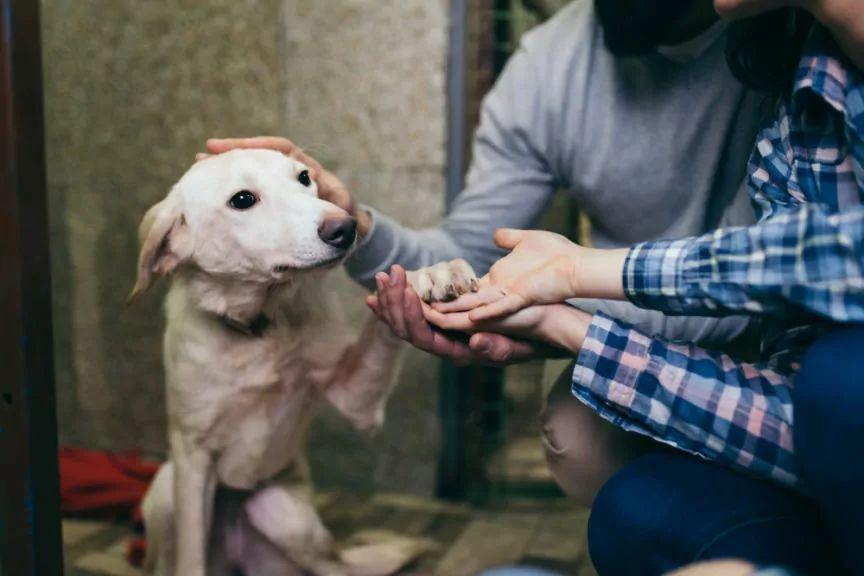 zrozumieją tylko opiekunowie adoptowanych psów