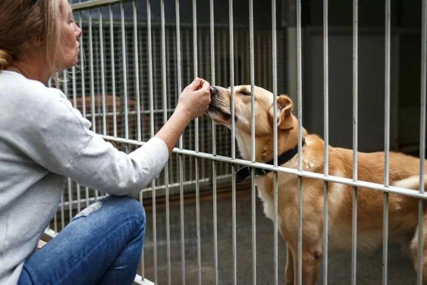 adopcja dorosłego psa
