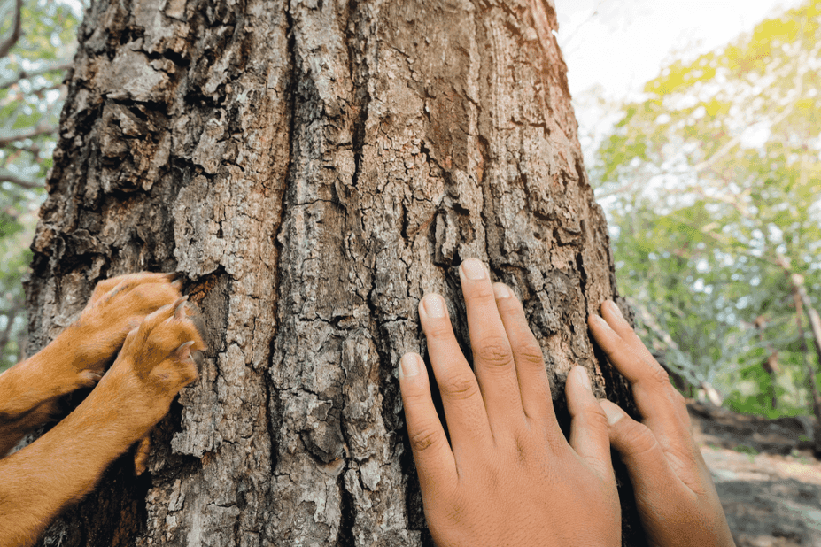 adopcja psa pomaga ratowac planete
