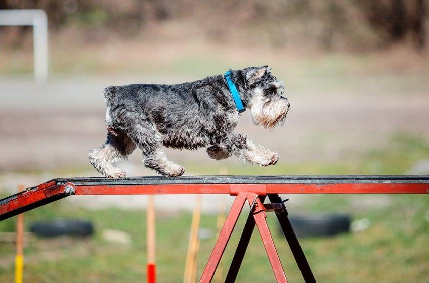 agility 