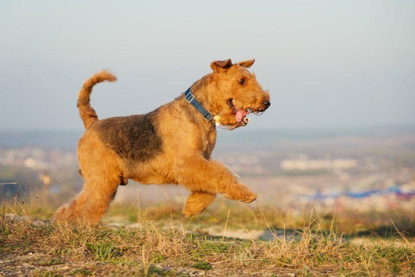 Airedale terrier w galopie
