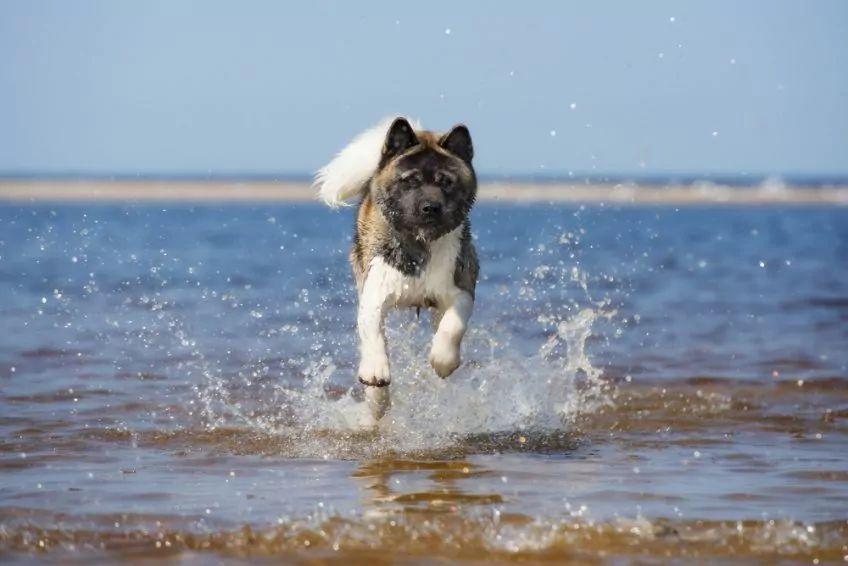 Akita galopująca po wodzie