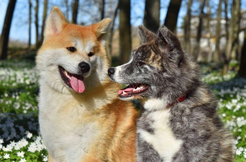 akita
