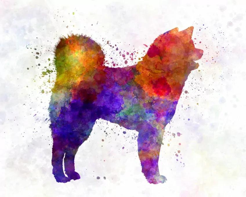 akita