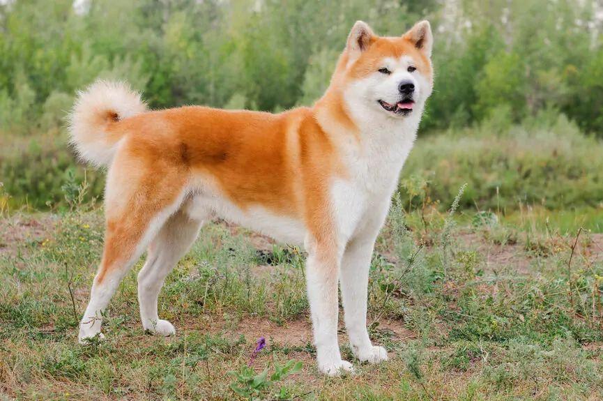 akita