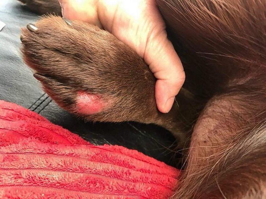alabama rot