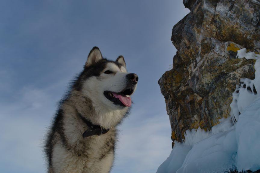 Alaskan malamute