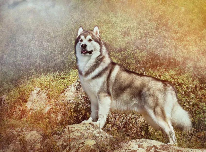 alaskan malamute
