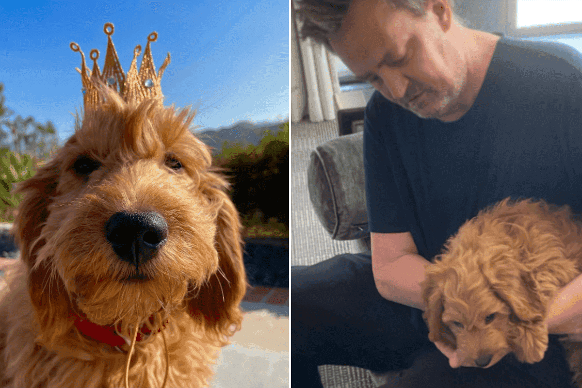alfred pies matthew perry'ego