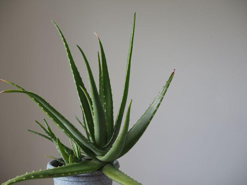 aloes