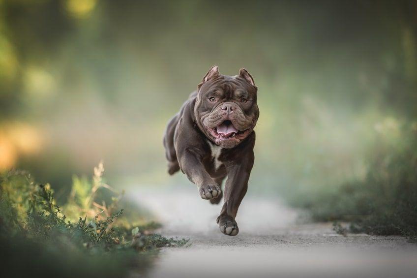 american bully charakter