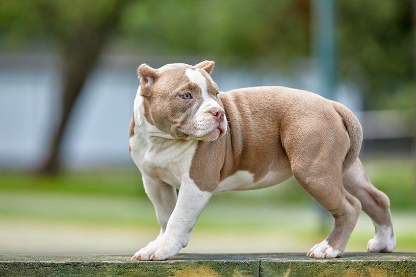 american bully młody pies