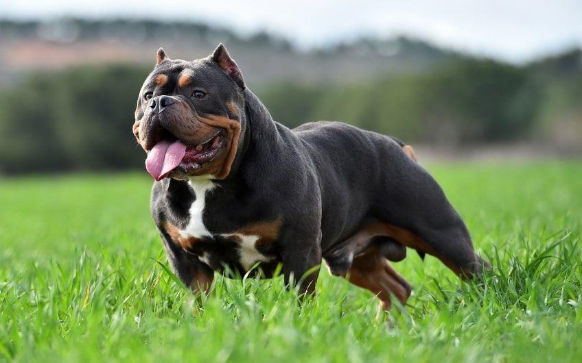 american bully opis rasy