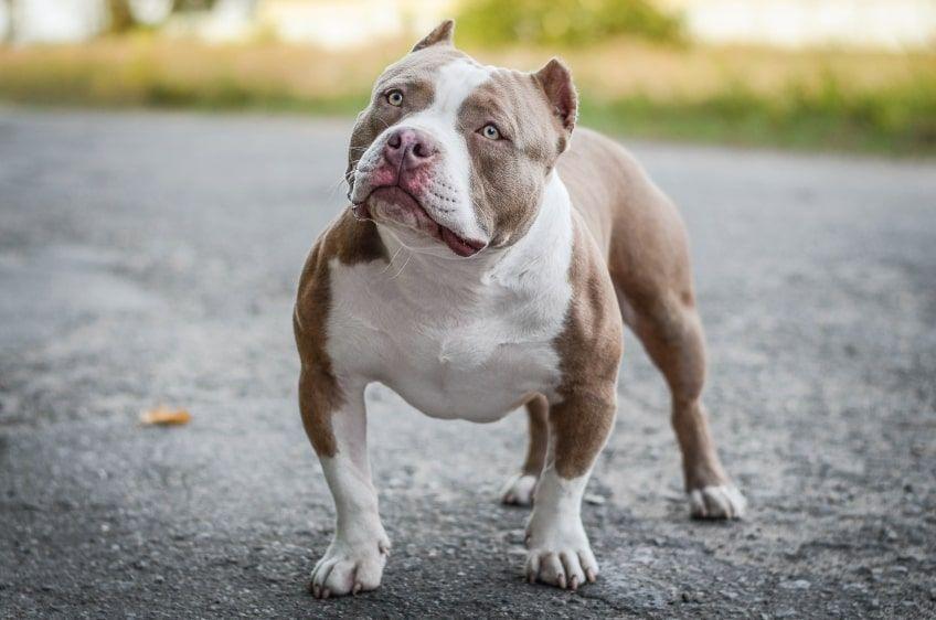 american bully przeznaczenie