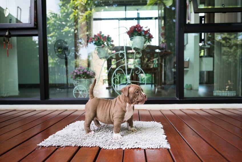 american bully szczeniak