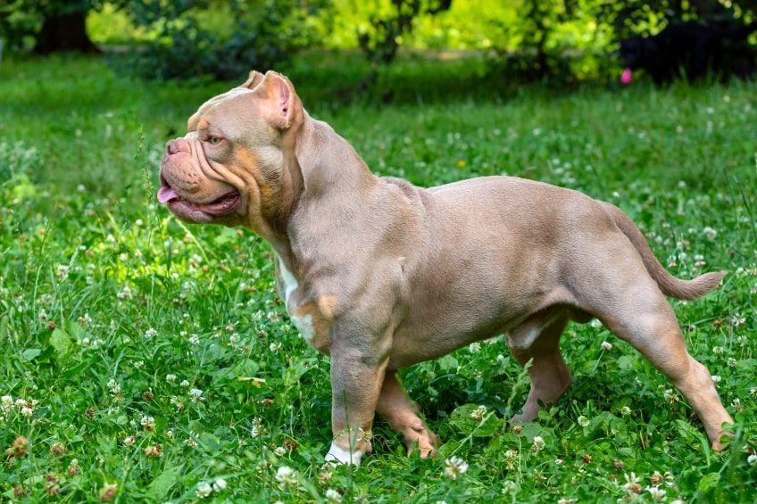 american bully wzorzec
