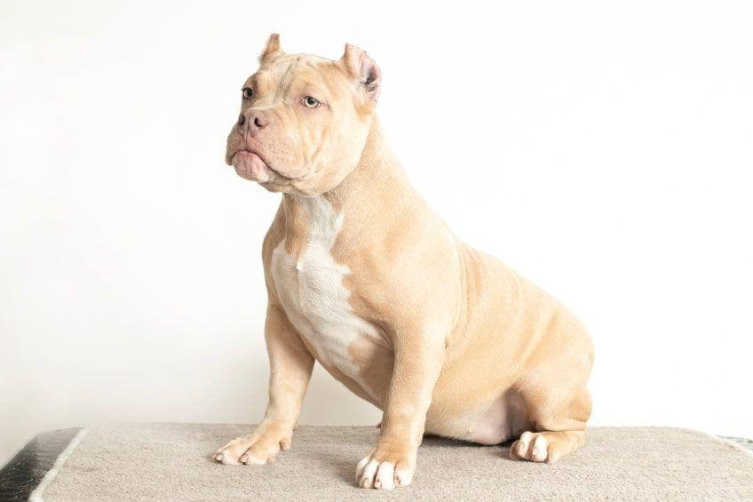 american bully zdrowie i wiek