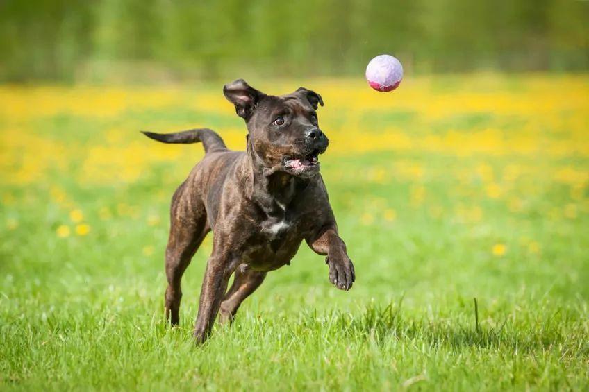 Amstaff goniący piłkę