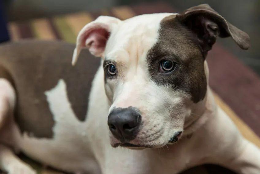american staffordshire terrier amstaff