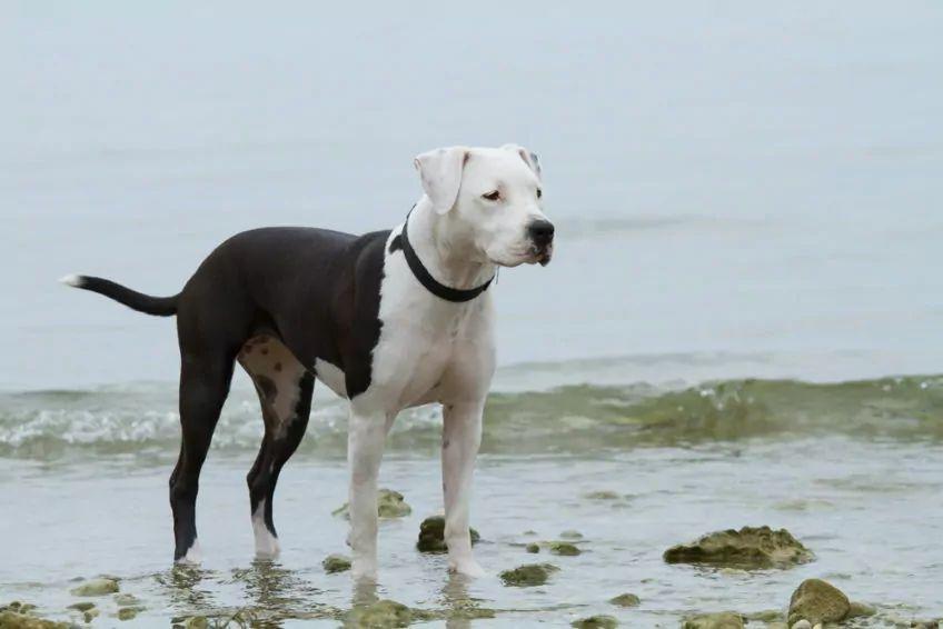 american staffordshire terrier