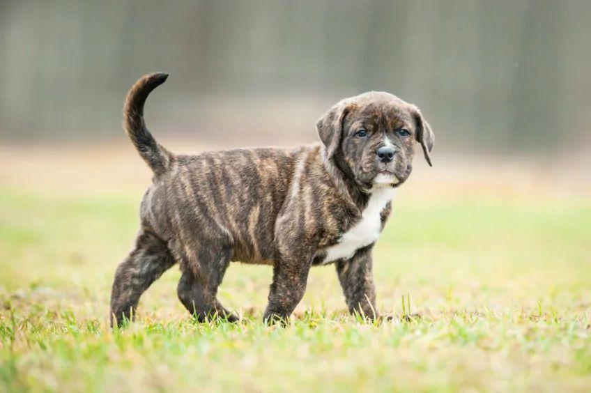 american staffordshire terrier