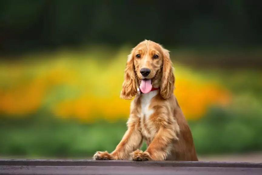 angielski cocker spaniel