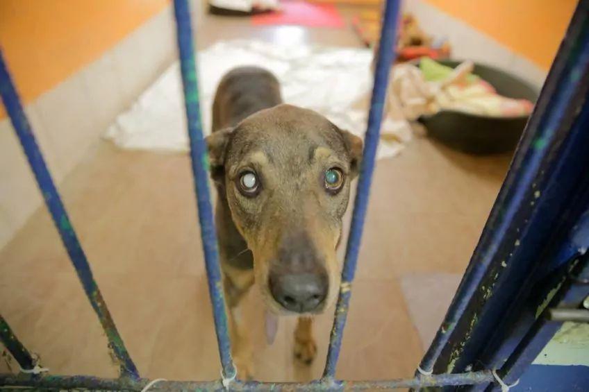 adopcja starszego psa