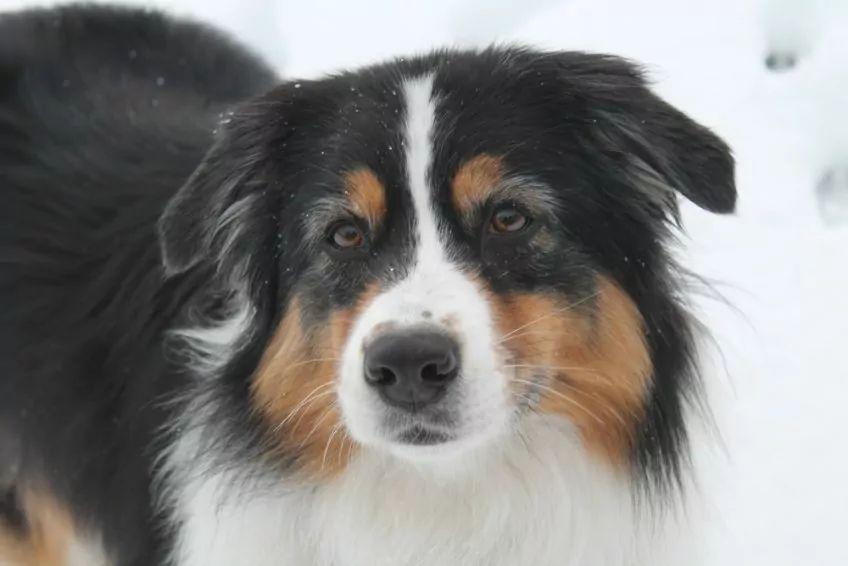 Portre aussie o maści czarny trikolor