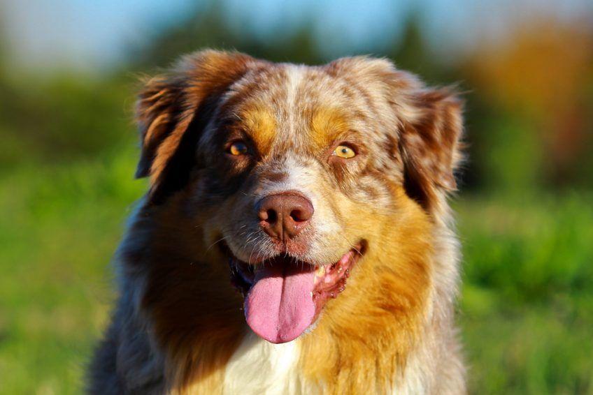 Portret aussie o maści red merle