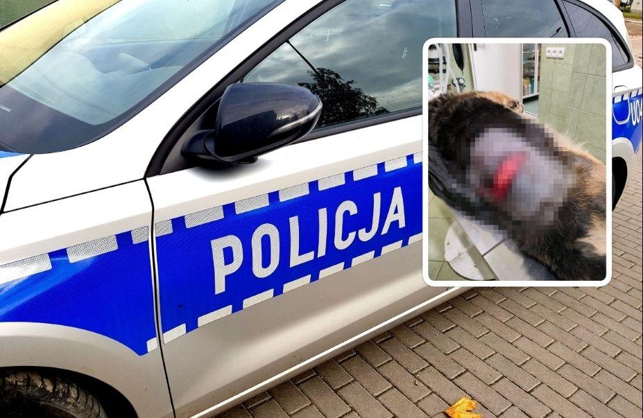 aza pies zaatakowany nożem