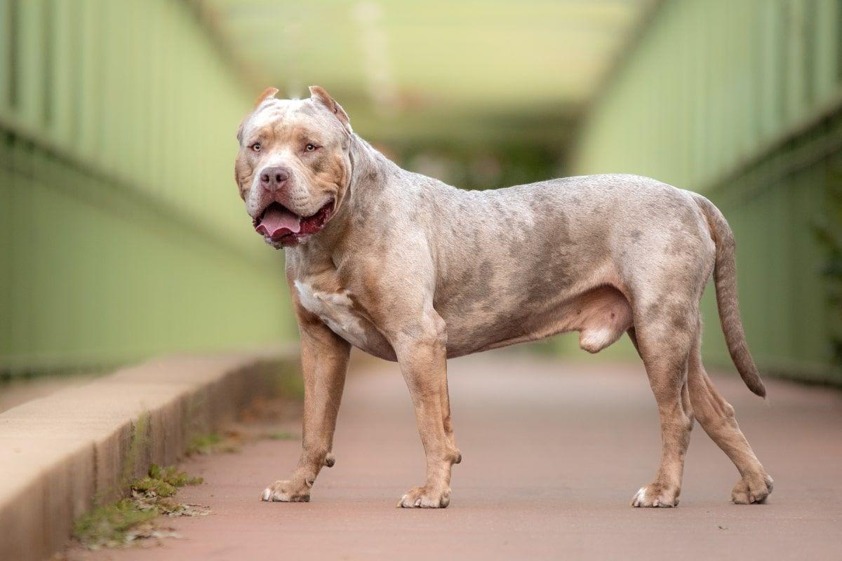 ban na american bully xl