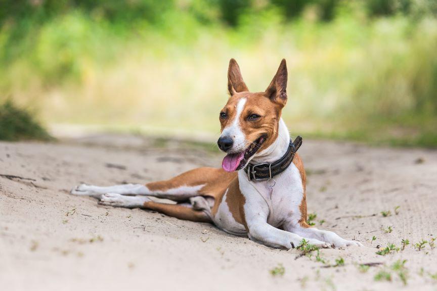 Basenji