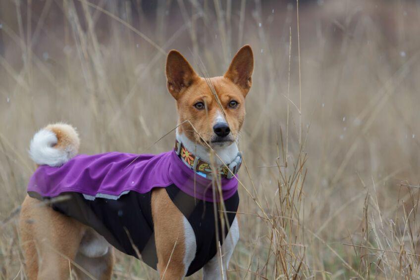 basenji