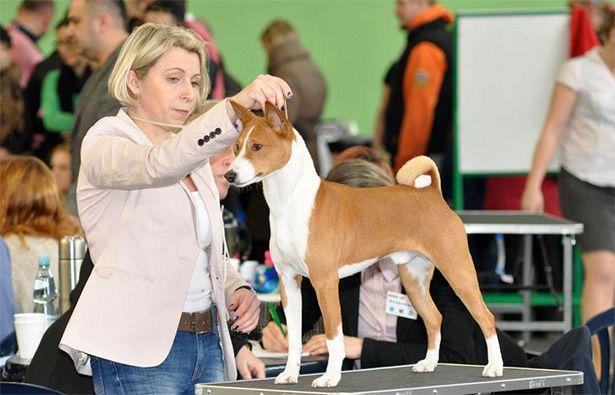 basenji_esperto_touchless_itapuca.jpg