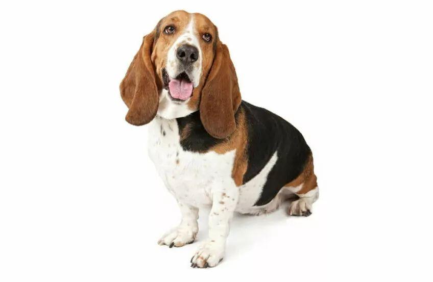 basset hound psy z długimi uszami